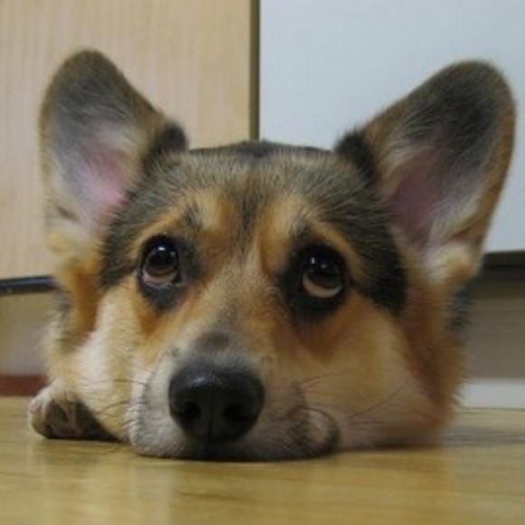 teamcorgi